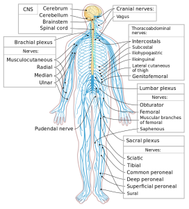 Bone crack 2