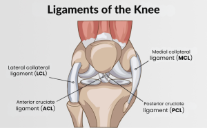 Knee 2